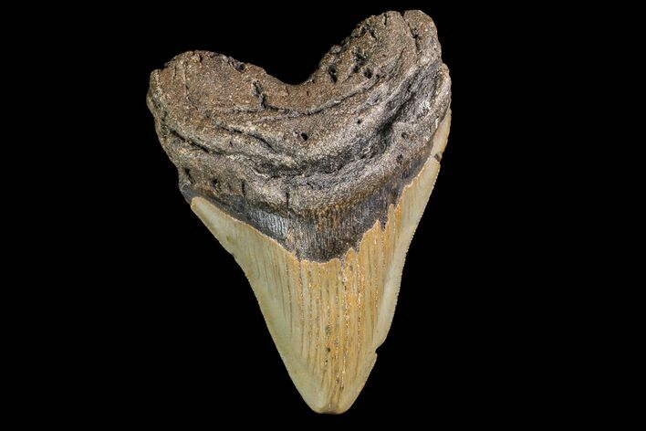 Fossil Megalodon Tooth - North Carolina #147770